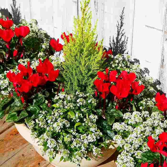 寄植え hqdefault.jpg